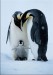 tučňáci.jpg